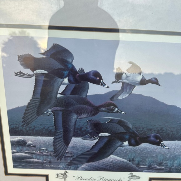 Dukes Other - Ken Bucklew Paradise Ringnecks 1993 Indiana Ducks Unlimited Framed Print 21/2000